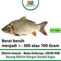 Gambar IKAN MAS SEGAR PASAR LAMPUNG - 500 gram, Potong 2/3 dari Pasar Lampung undefined 1 Tokopedia