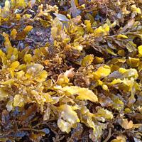 Gambar rumput laut sargassum sargasum kering alga coklat dari martian.go undefined 1 Tokopedia