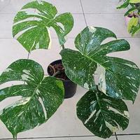 Gambar monstera constellation monthai 4 daun besar dari Kebon Aroid undefined 1 Tokopedia