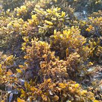 Gambar rumput laut sargassum sargasum kering alga coklat dari martian.go undefined 2 Tokopedia