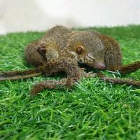 Gambar tupai kekes anakanlucu dari ARSENO EXOPETS undefined 3 Tokopedia