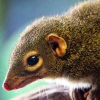 Gambar tupai kekes anakanlucu dari ARSENO EXOPETS undefined 1 Tokopedia