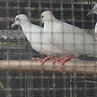 Gambar Burung tekukur putih polos remaja dari RAGA BF undefined 1 Tokopedia