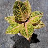 Gambar aglonema maeswara dari FingkyPlants undefined 1 Tokopedia