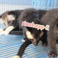 Gambar musang bulan baby langka mewah jinak total dari riashop-2 undefined 2 Tokopedia