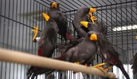Gambar Burung Jalak Rio Rio dari LiamExoticBird undefined 4 Tokopedia