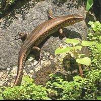 Gambar kadal kebun murah - kadal bengkarung - kadal sawah - reptile - kadal dari SEMESTAALAMSHOP undefined 1 Tokopedia