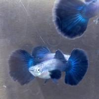 Gambar ikan guppy blue diamond/ikan hias/ikan hias air tawar/ikan aquascape dari Buyung aquatic fish undefined 3 Tokopedia