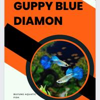 Gambar ikan guppy blue diamond/ikan hias/ikan hias air tawar/ikan aquascape dari Buyung aquatic fish undefined 1 Tokopedia