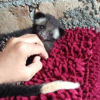 Gambar musang bulan dari arizen_s21 undefined 1 Tokopedia