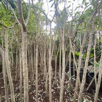 Gambar Tanaman Tabebuya Kuning 2 meter dari Little Bali Landscape undefined 5 Tokopedia