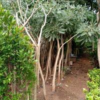Gambar Tanaman Tabebuya Kuning 2 meter dari Little Bali Landscape undefined 2 Tokopedia