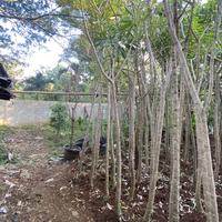 Gambar Tanaman Tabebuya Kuning 2 meter dari Little Bali Landscape undefined 4 Tokopedia