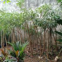 Gambar Tanaman Tabebuya Kuning 2 meter dari Little Bali Landscape undefined 1 Tokopedia