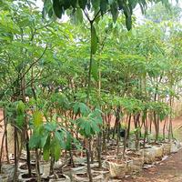 Gambar pohon pule 2 meter bibit dari Ziziflora undefined 1 Tokopedia