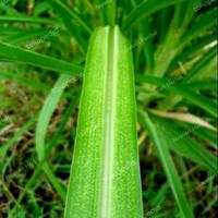 Gambar daun tebu segar 250 gram dari Jayasari Herbal undefined 1 Tokopedia
