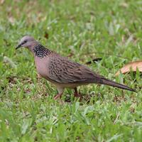 Gambar Burung Perkutut Lokal - Burung Tekukur - Burung Perkutut dari betta center_NEW undefined 1 Tokopedia