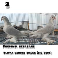 Gambar merpati hias lahore silver dari InMain store undefined 1 Tokopedia