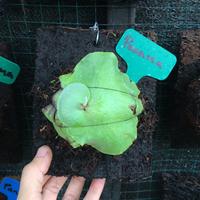 Gambar Platycerium anakan Panama dari Pondok_Simbar undefined 2 Tokopedia