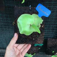 Gambar Platycerium anakan Panama dari Pondok_Simbar undefined 4 Tokopedia