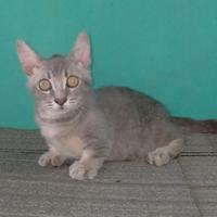 Gambar kucing munchkin BSH betina dari Yuka Cat Shop undefined 2 Tokopedia