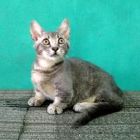 Gambar kucing munchkin BSH betina dari Yuka Cat Shop undefined 3 Tokopedia