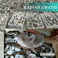 Gambar Cangkang Kerang Oyster Shell Media Filter Kolam Koi Kulit Kerang 10 kg - 8kg dari Hoshi Marine undefined 1 Tokopedia