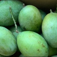 Gambar Mangga Manalagi Madu - 1 kg dari Siti Fresh undefined 3 Tokopedia