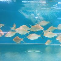 Gambar Ikan Kaviat Albino Ukuran +/- 8-10 cm dari Betta srengseng undefined 2 Tokopedia