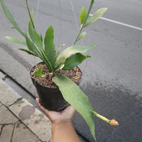 Gambar tanaman hias gantun wijaya kusuma bangkok bunga putih dari podo joyo group undefined 2 Tokopedia