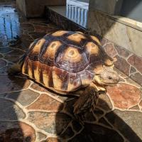 Gambar kura kura sulcata dari dewata fish bali undefined 1 Tokopedia