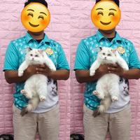 Gambar Ragdoll Blue Eyes kitten dari Sandybadawimeowhouse undefined 1 Tokopedia