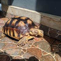 Gambar kura kura sulcata dari dewata fish bali undefined 2 Tokopedia