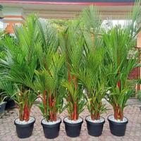 Gambar Tanaman Hias Palem Merah Tinggi Rimbun Foto Asli Khusus GO-JEK - Merah 2 Meter dari Bunga Hias Store_NEW undefined 1 Tokopedia