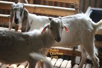 Gambar Hewan Qurban Kambing & Domba Idul Adha Bobot 40 Kg, 50 Kg, SUPER - SUPER dari Toko Qurban undefined 2 Tokopedia