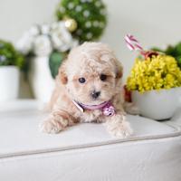 Gambar Tiny Toy Poodle Puppy Fawn Apricot Teddy Bear dari Puppyland undefined 1 Tokopedia