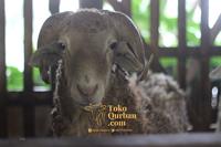 Gambar Hewan Qurban Kambing & Domba Idul Adha Bobot 40 Kg, 50 Kg, SUPER - SUPER dari Toko Qurban undefined 3 Tokopedia