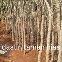 Gambar pohon- tanaman hias bunga tabebuya(Handroanthus chrysotrichus)tinggi 2 meter dari dastin taman hias undefined 2 Tokopedia