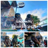 Gambar Brown Hawk Owl/BHO/Burung Hantu Ninox scutulata dari Brian exopets undefined 2 Tokopedia