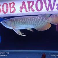 Gambar Arwana golden red special genetik dari Boby Arwana99 undefined 3 Tokopedia