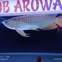 Gambar Arwana golden red special genetik dari Boby Arwana99 undefined 4 Tokopedia