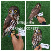 Gambar Brown Hawk Owl/BHO/Burung Hantu Ninox scutulata dari Brian exopets undefined 1 Tokopedia
