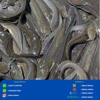 Gambar Ikan Lele Segar 1 kg/ Ikan Lele/ Lele Segar dari JAKARTA SALMON undefined 2 Tokopedia