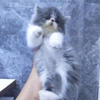 Gambar kucing Persia Munchkin peaknose bicolor lucu dari karebetcat2 undefined 3 Tokopedia