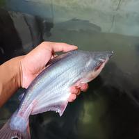 Gambar ikan patin hidup - 5 ons dari ikan segar UD Bersama undefined 3 Tokopedia