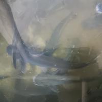 Gambar ikan patin hidup - 5 ons dari ikan segar UD Bersama undefined 4 Tokopedia