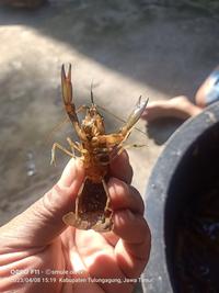 Gambar lobster air tawar indukan size 4 -5 inch dari Lobster Tulungagung undefined 5 Tokopedia
