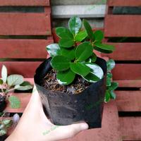 Gambar beringin dollar untuk bahan bonsai beringin dolar pohon dari Baja Garden undefined 3 Tokopedia