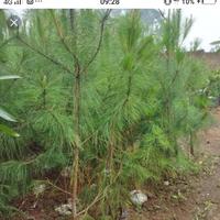 Gambar pohon cemara pinus dari asri flora lenscep undefined 4 Tokopedia