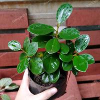 Gambar beringin dollar untuk bahan bonsai beringin dolar pohon dari Baja Garden undefined 1 Tokopedia